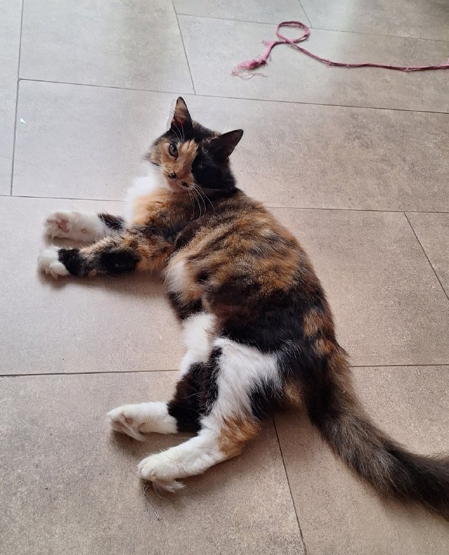 Трёхцветная кошка Юми ищет дом