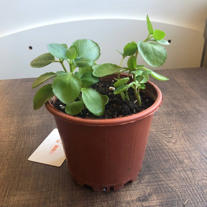 Хлорофитум, Сциндапсус, Каланхое, Каллизия, Ледебурия цветы в горшках 6