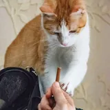 Рыже-белая кошечка ищет дом 2