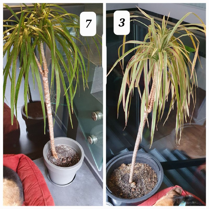 Цветы в горшках, домашние растения, взрослые деревья 3