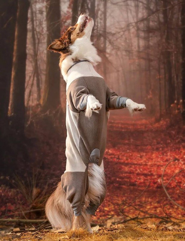 Флисовый комбинезон для собак 2