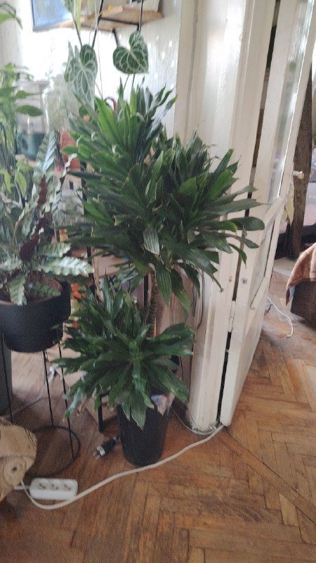 Сциндапсус, Эпипремнум марбл квин, Филодендрон неон 4