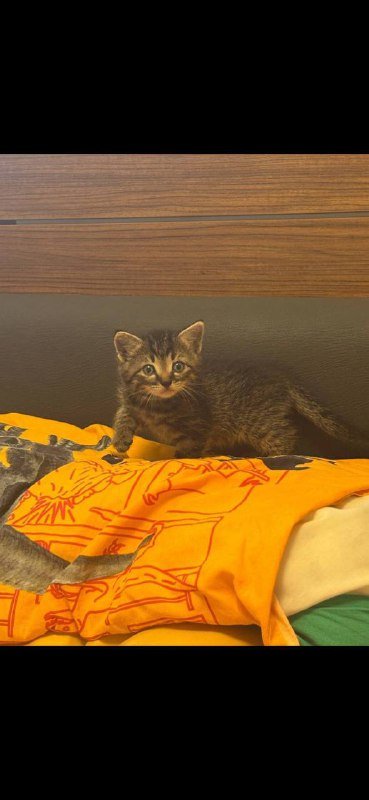 Котёнок мальчик сероватый полосатый ищет дом 4