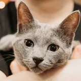 Русский голубой котёнок Грогу 10