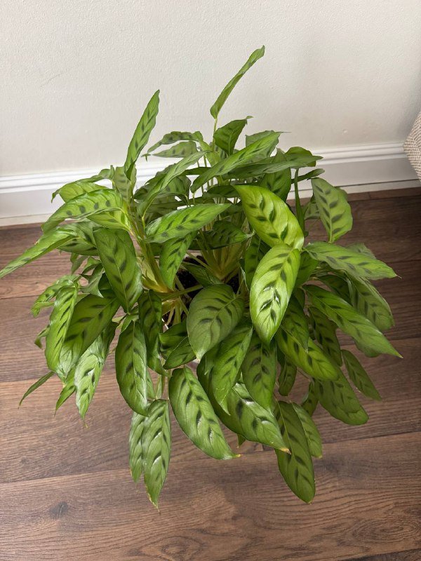 Комнатные растения Калатея, Эпипремнум, Сингониум