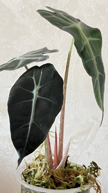 Алоказия Поли, 2 шт. 3