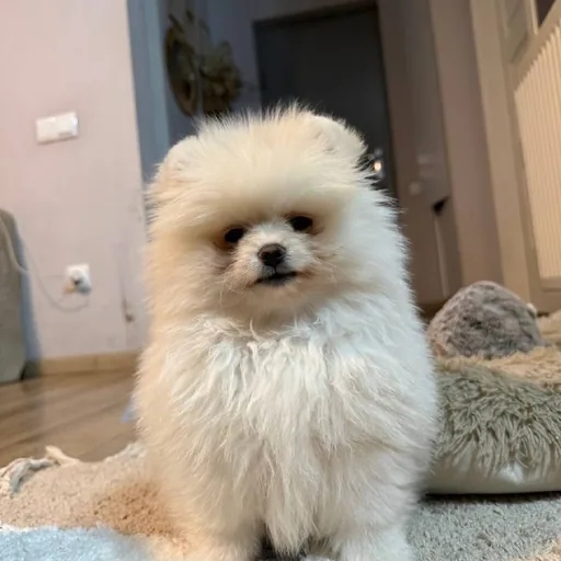 Pomeranian puppies