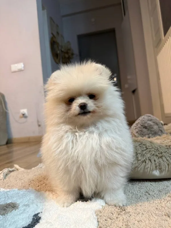 Pomeranian puppies