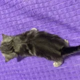 Шотландские котята 7