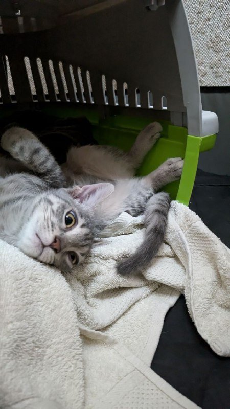 Кошечка Миледи Роби для заботливых хозяев 2