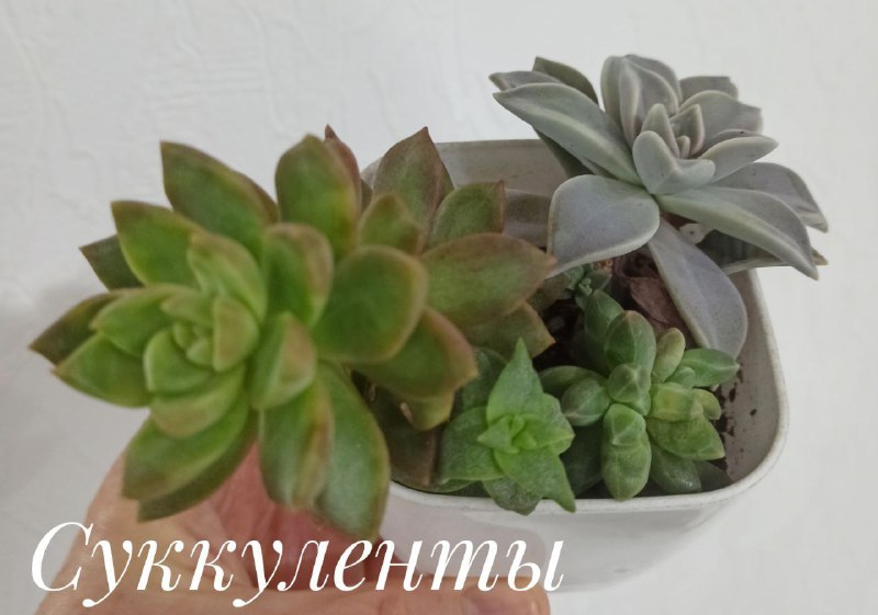 Декабрист, Красула Голлум, Суккуленты, Денежное дерево 5