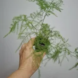 Oxalis, succulents, and houseplants 5