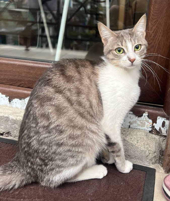 Кошка Ляля для добрых рук