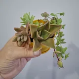 Традесканция, седум, суккуленты, каллизия, монстера, попугай 4