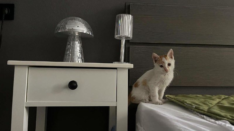 Котята белый с цветными пятнышками 7