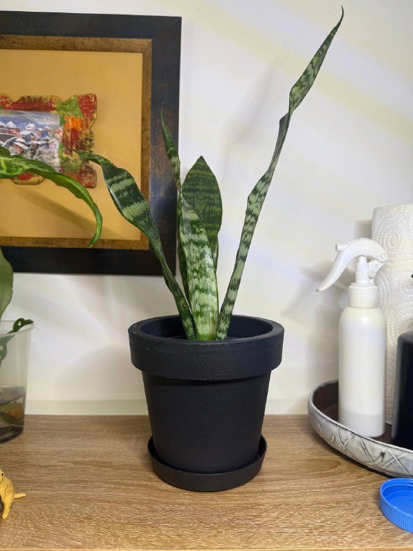 Сансевиерия с горшком