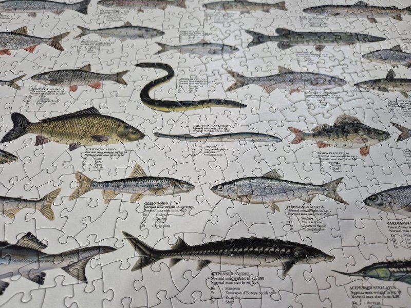 Пазл Eurographics Freshwater fish 1000 элементов 7