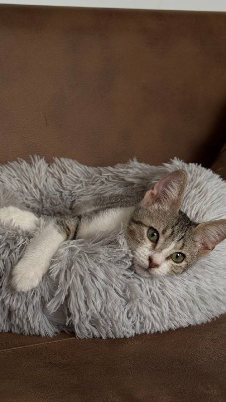 Котенок Чевапи ищет родителей 3