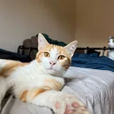 Кошка Фокси 5