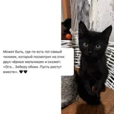 Котята Ник и Кай 5