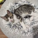 Котёнок Анфиска 2