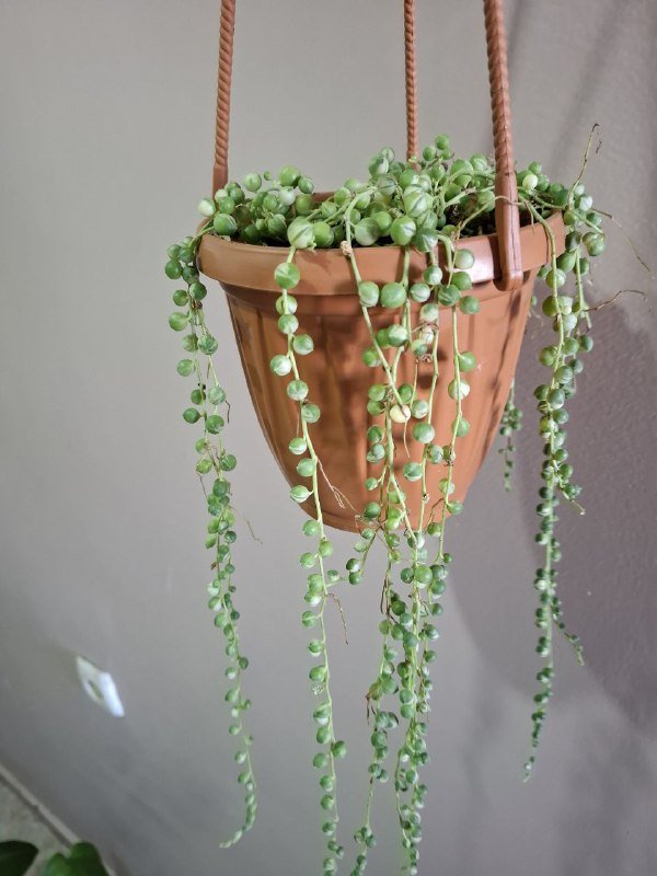 Монстера, рафидофора, хлорофитум, аспарагус, каланхоэ, суккулент, фикус, диффенбахия 4