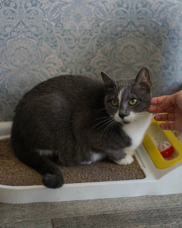 Кошечка Кассиопея для дома 4