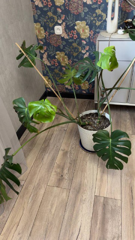 Растения, Манстера большая 6