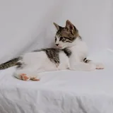 Котенок Ремарк 2