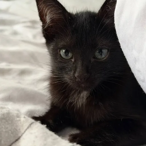 Котенок, кошечка