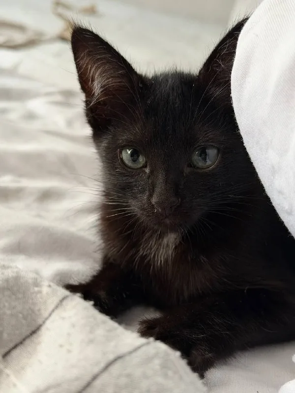 Котенок, кошечка 1