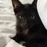 Котенок, кошечка 1