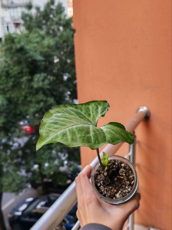 Спатифиллум, Монстера манки, Сингониум 5