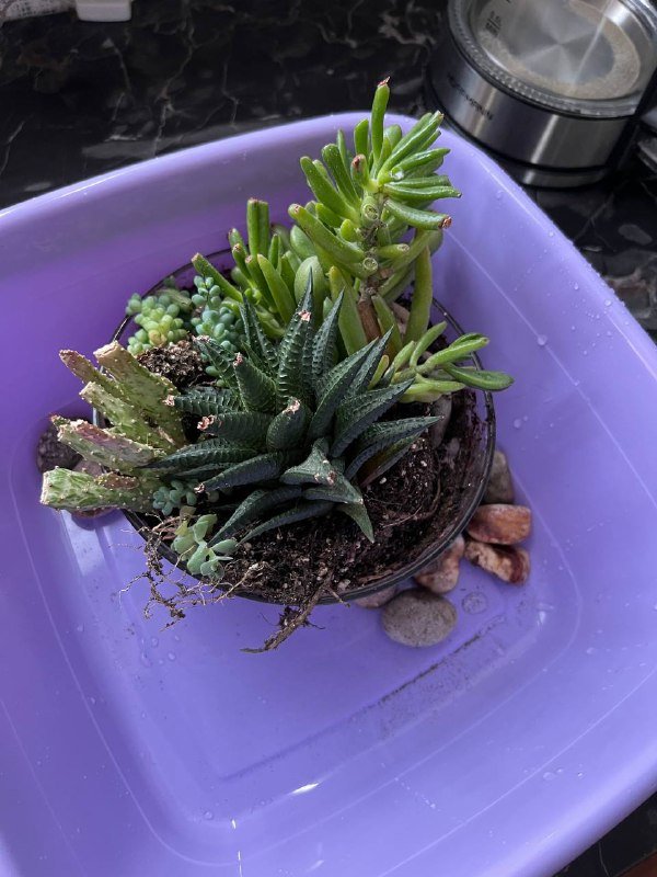 6 видов суккулентов с плошкой 5