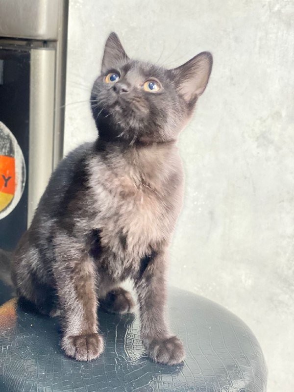 Котята 3.5 месяца для приюта