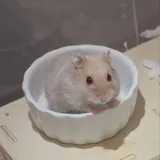 Джунгарские хомяки 1