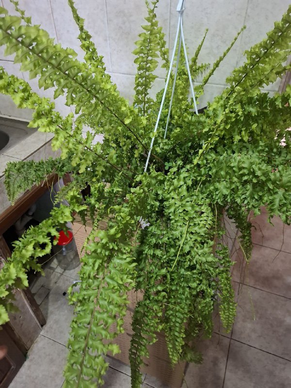 Папоротник, фикус, строманта, традесканция, монстера, косая монстера мини 2