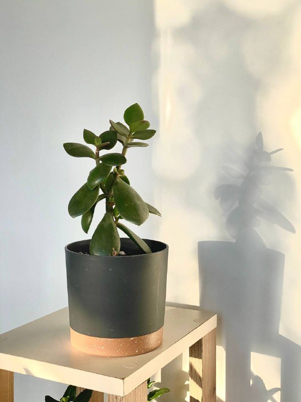 Толстянка без горшка, в горшке 2