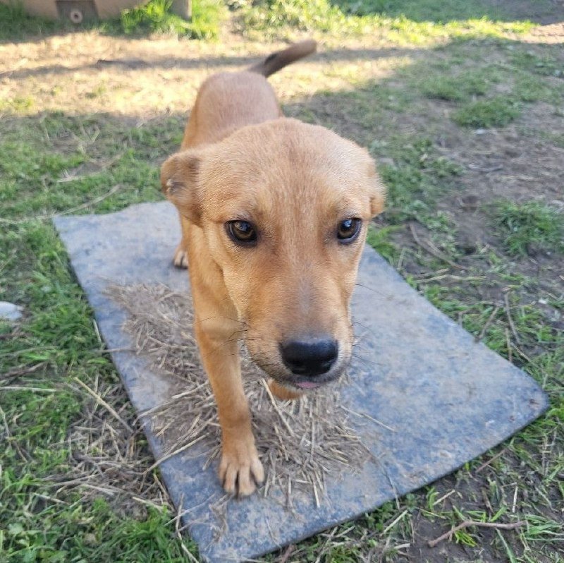 Три щенка ищут дом