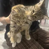 Котята 5