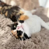 Кошка Элис 1