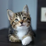 Кот Криспи, котенок 2