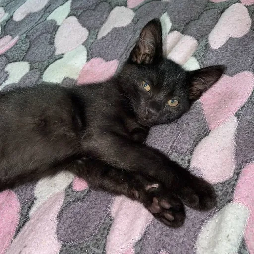 Котята