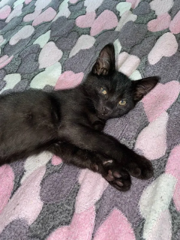 Котята 1