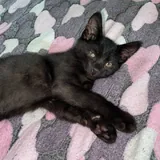 Котята 1