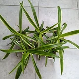 Растения, бегония, суккуленты, хлорофитум 4