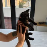 Черные котята 5