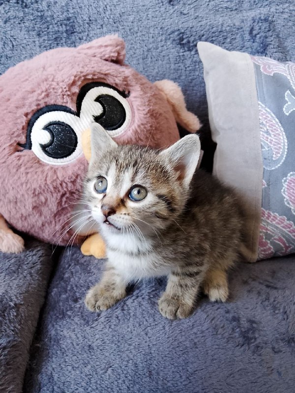 Котенок девочка Мирослава ищет дом 3
