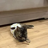 Кошка ищет любящую семью 3