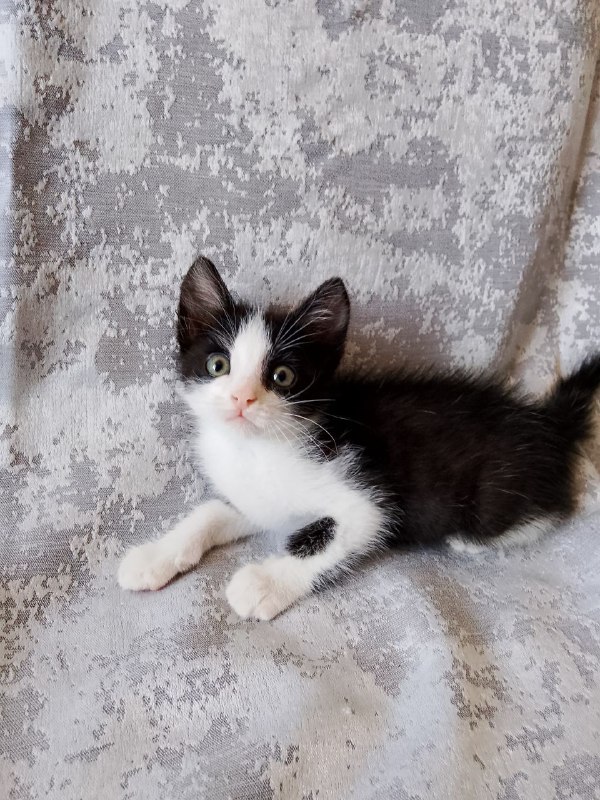 Котята черно-белые для дома, сестрёнки Марси и Леди 4